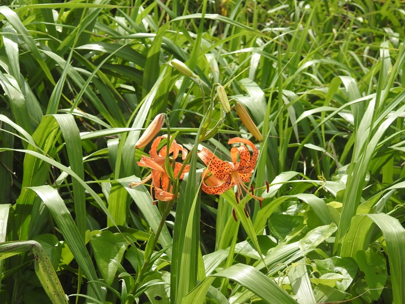 �����˥��