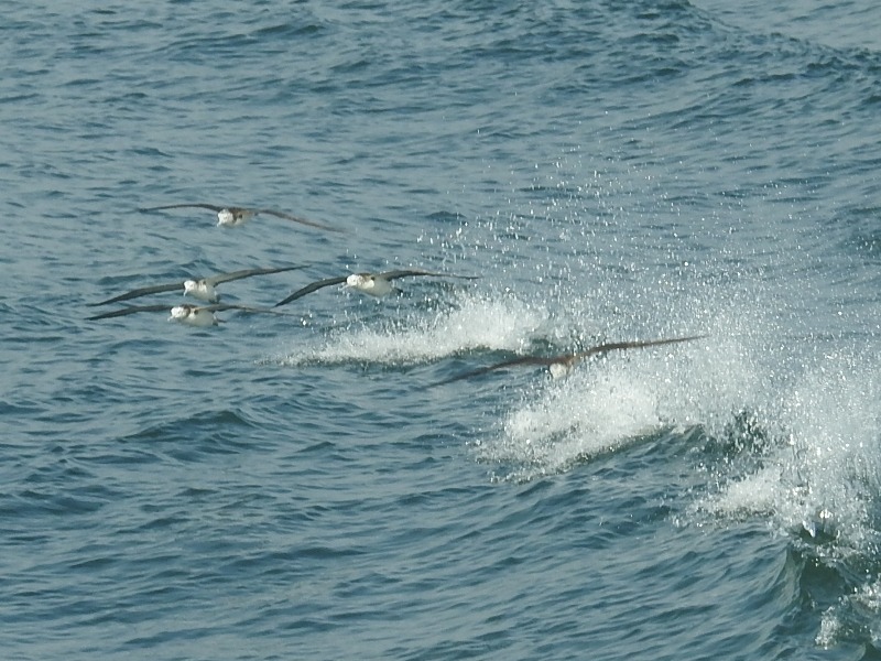 �����ߥ��ʥ��ɥ�