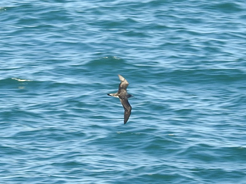 �����ߥ��ʥ��ɥ�