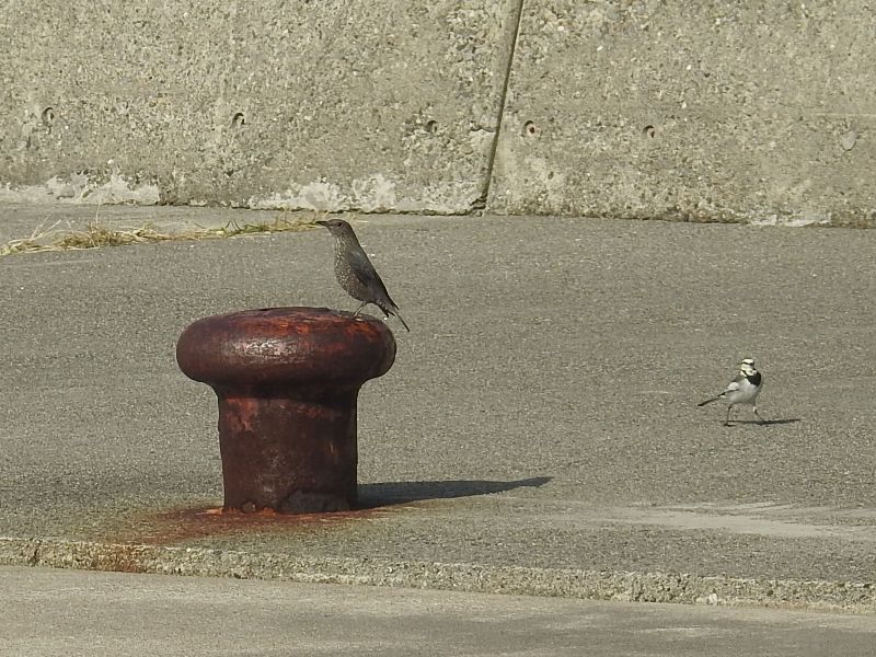 �����ҥ�ɥ�