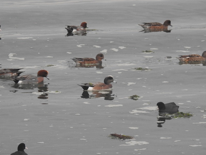 ����ꥫ�ҥɥ�