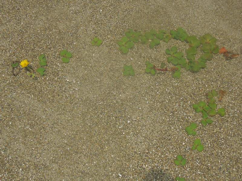 �ϥޥ˥���/></p>
</h2>

<hr/>
<h2>
<p>�ͥ��Υ�����<br>
<img src=