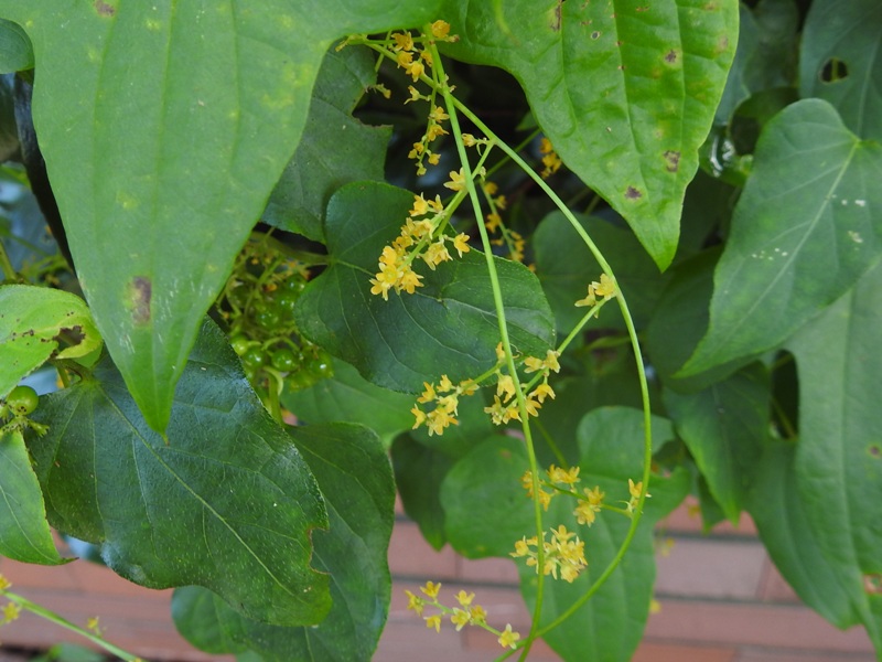 �����ǥɥ���/></p>
</h2>

<hr/>
<h2>
<p>�����Хʥ����饿�ǡ�<br>
<img src=