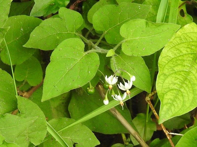 �ҥ�ɥꥸ�祦��