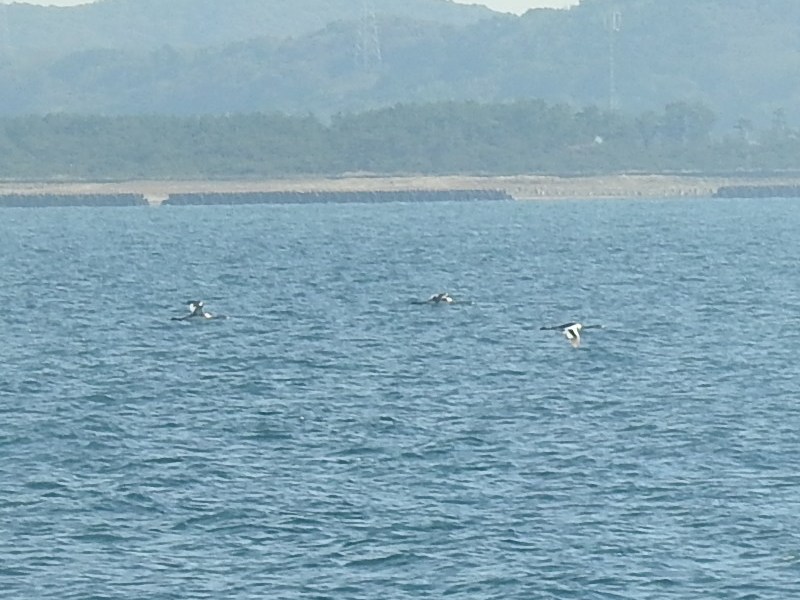 �����ꥫ���ĥ֥�