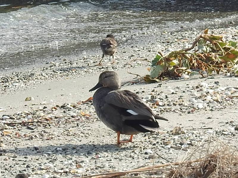 �����襷����