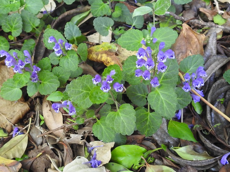 ���ĥʥߥ���