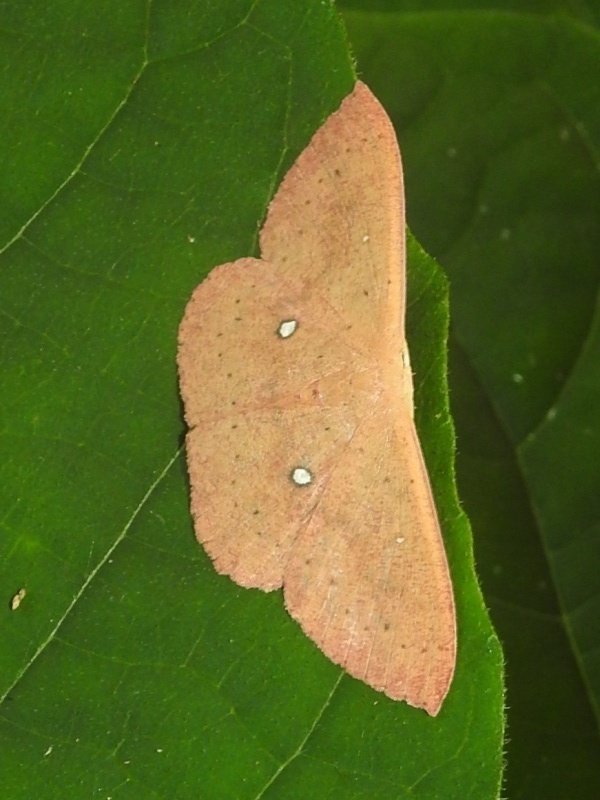 ������󥦥�����ҥ᥷�㥯