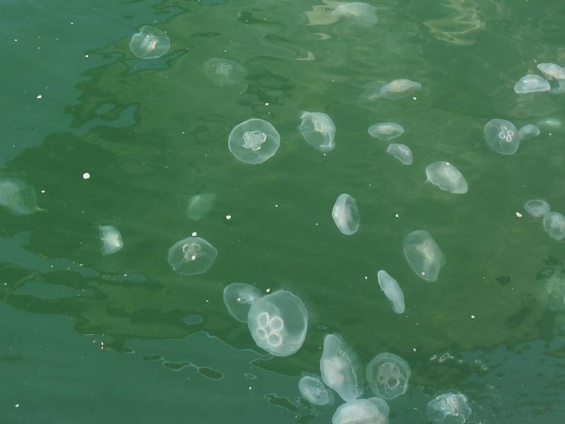 �ߥ����饲