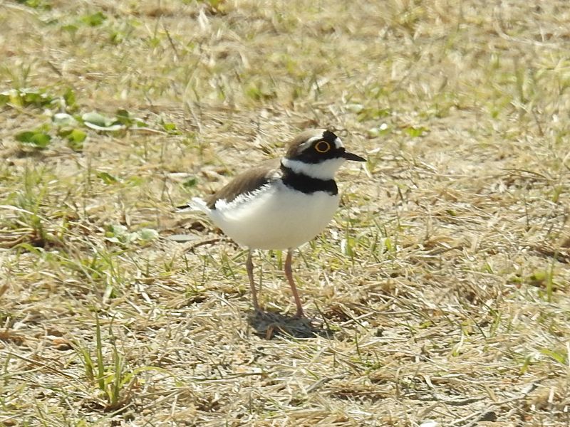 �����ɥ�