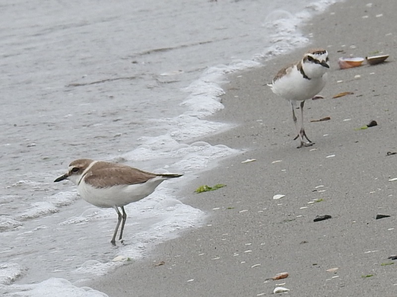 �������ɥ�