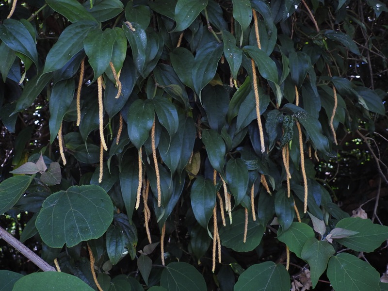 �ե��ȥ�������