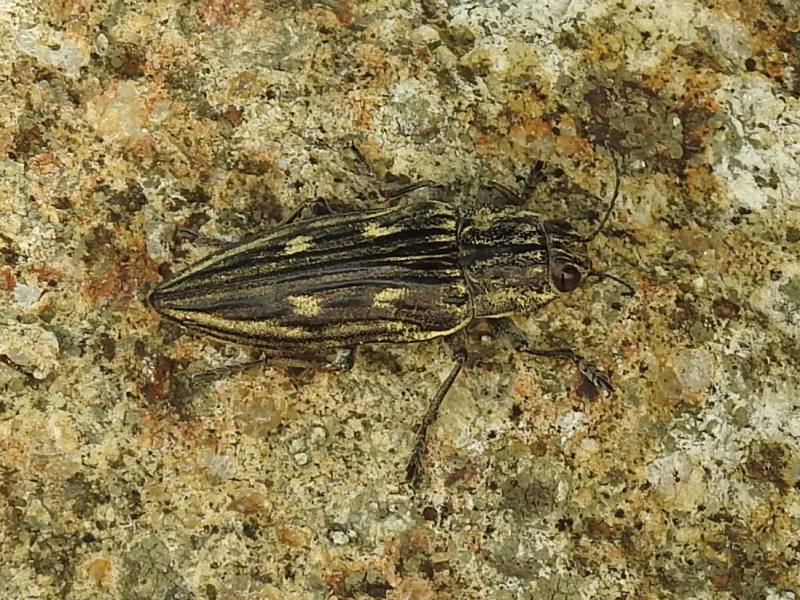 ���Х��ޥॷ