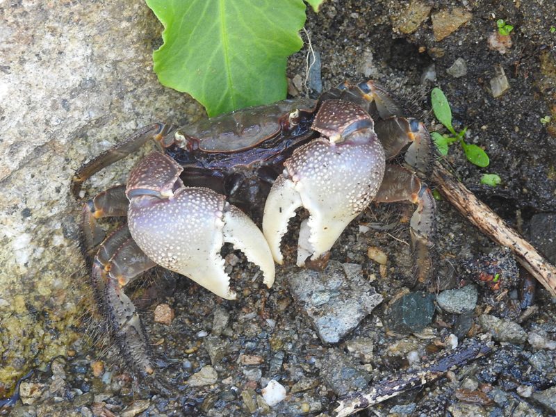 �����٥󥱥�����