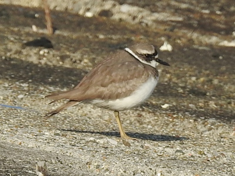 ��������ɥ�