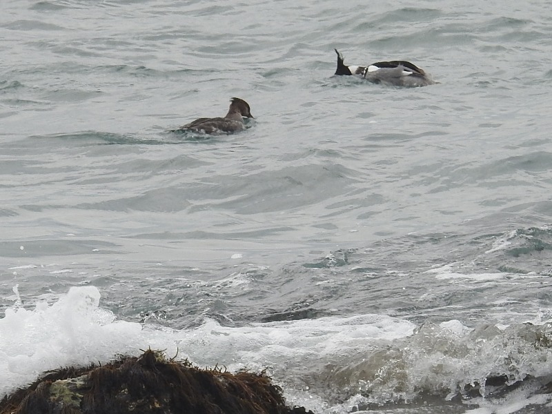 ���ߥ�����