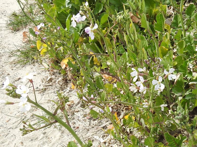 �ϥޥ�������