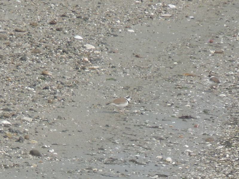 �����ɥ�