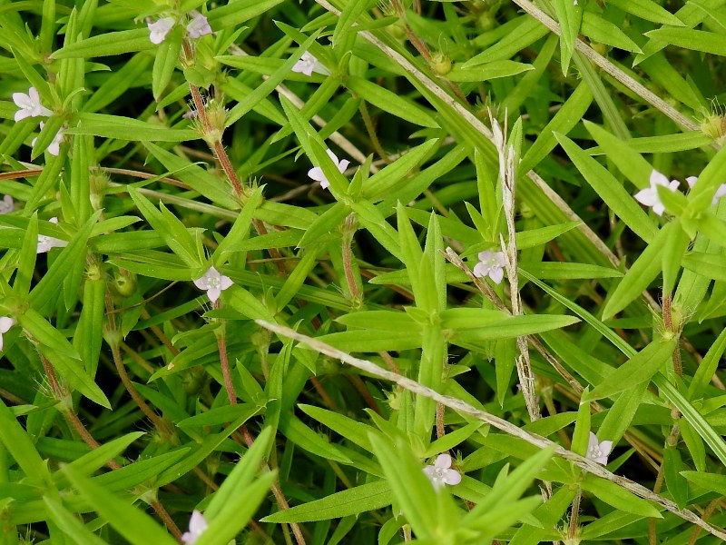 �����ե��Х॰��