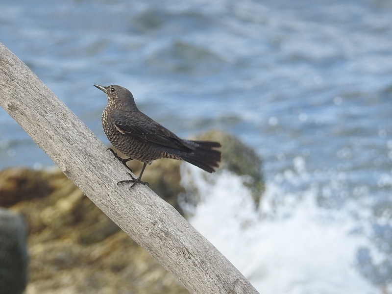 �����ҥ�ɥ�