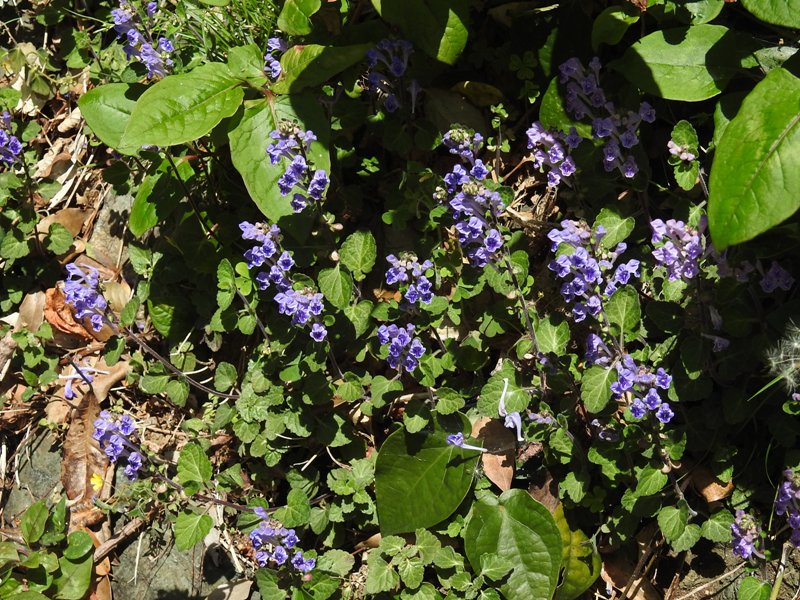 ���ĥʥߥ���