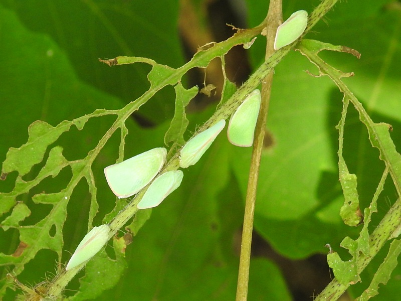 �����Хϥ�����