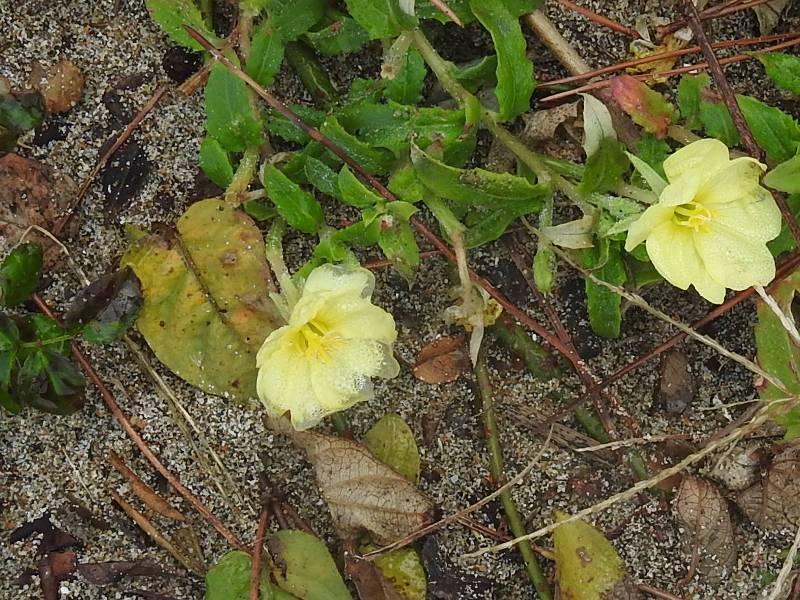 ���ޥĥ襤����