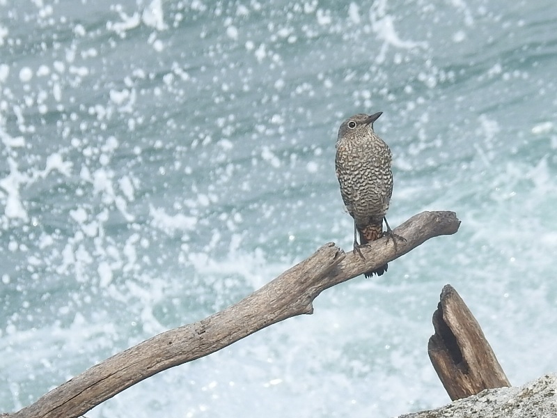 �����ҥ�ɥ�