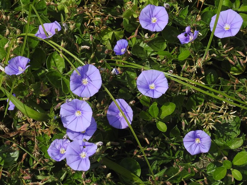 コンボルブルス