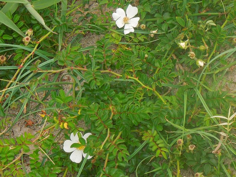 �ƥ�ϥΥ��Х�