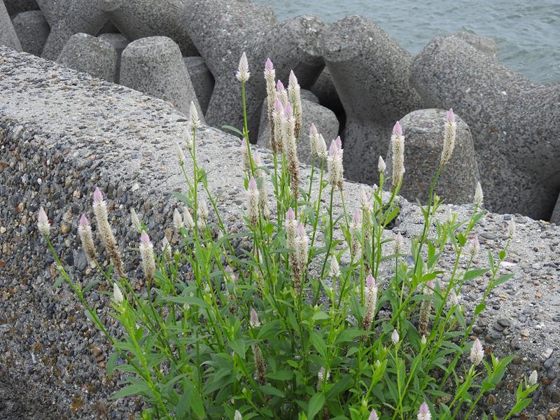 �Υ����ȥ�