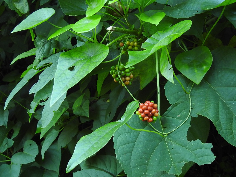 �ϥ��Υϥ�����