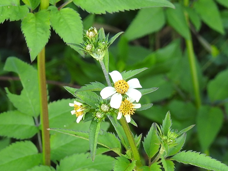 �������Υ�����󥰥�