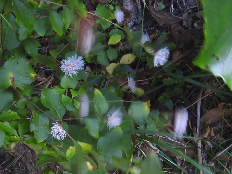 ������ܥ���