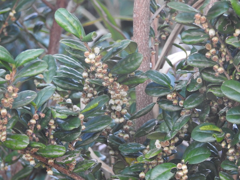 �ϥޥҥ�����