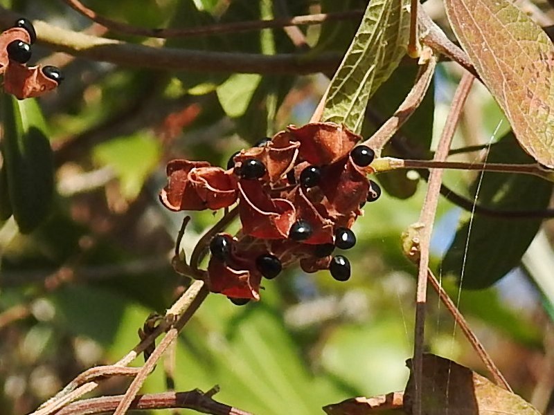 ���󥭥�ޥ�