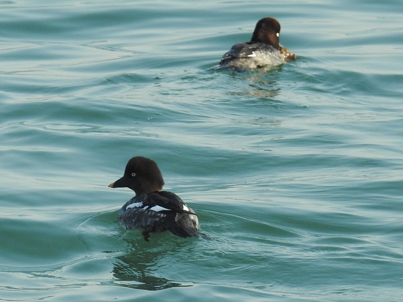 �ۥ���������