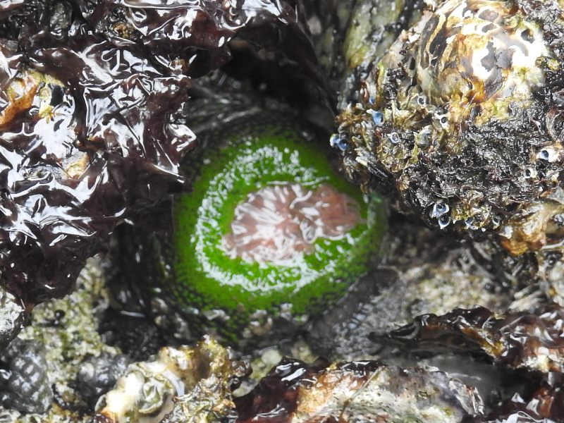 �ߥɥꥤ��������㥯