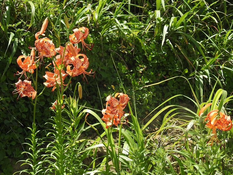 �����˥��