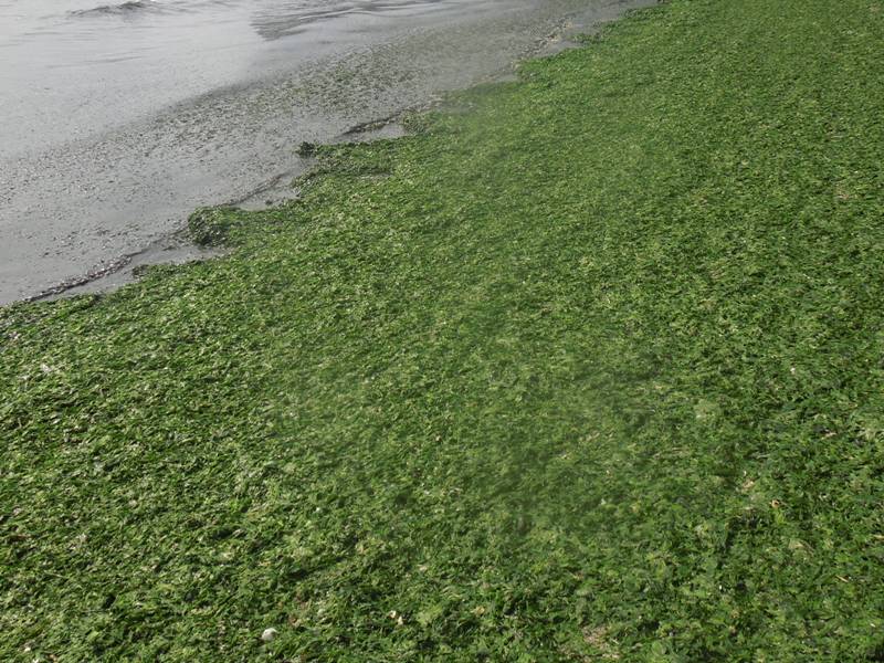 �ߥʥߥ�����