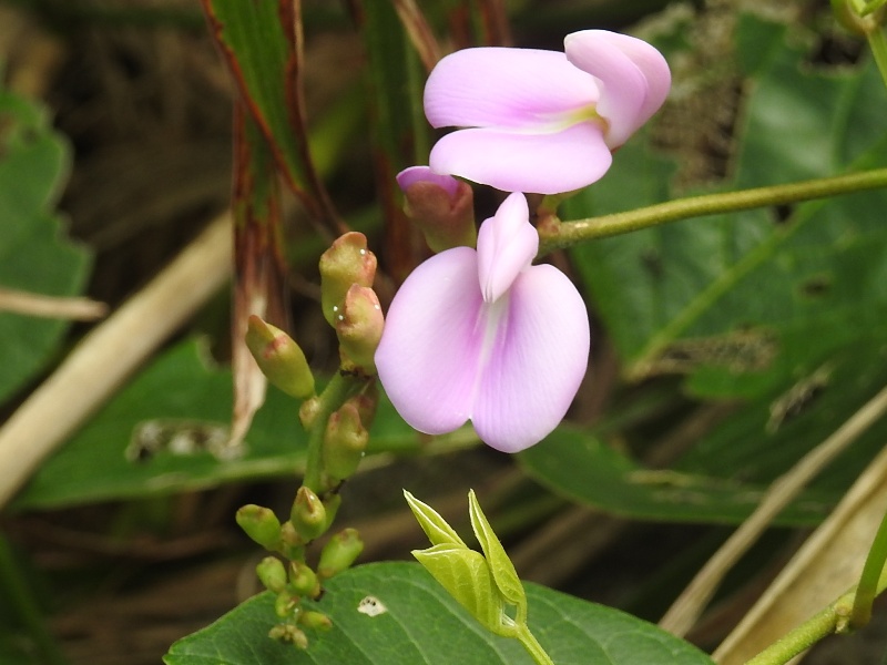 �ϥޥʥ��ޥ�