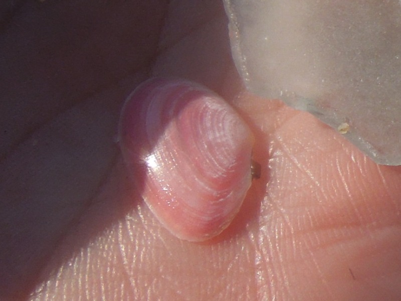 �����饬��