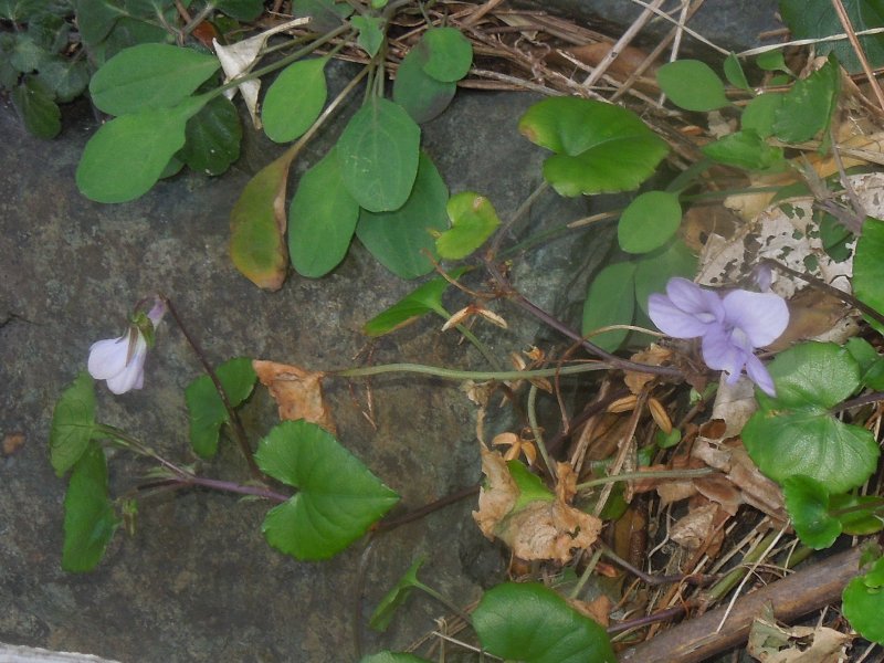 �����ĥܥ��ߥ�