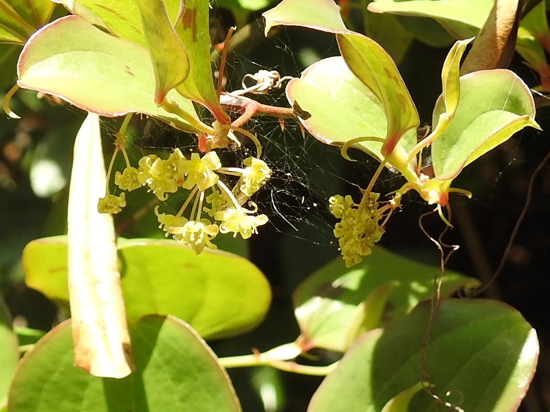 ����ȥꥤ�Х�