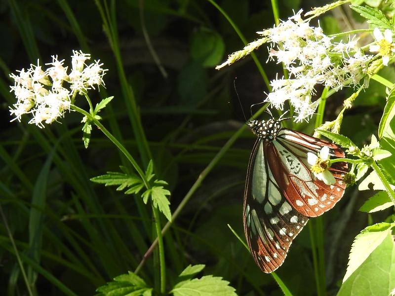 �������ޥ���