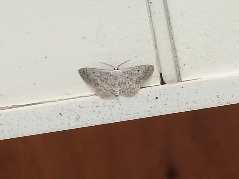 ハイイロヒメシャク