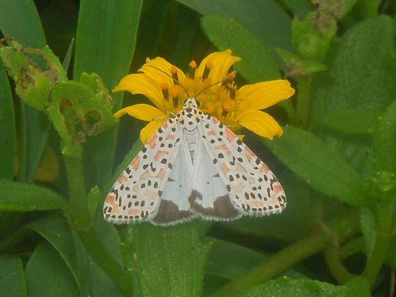 �������٥˥��ޥ���ҥȥ�