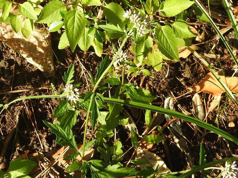 �����Хҥ�ɥ�