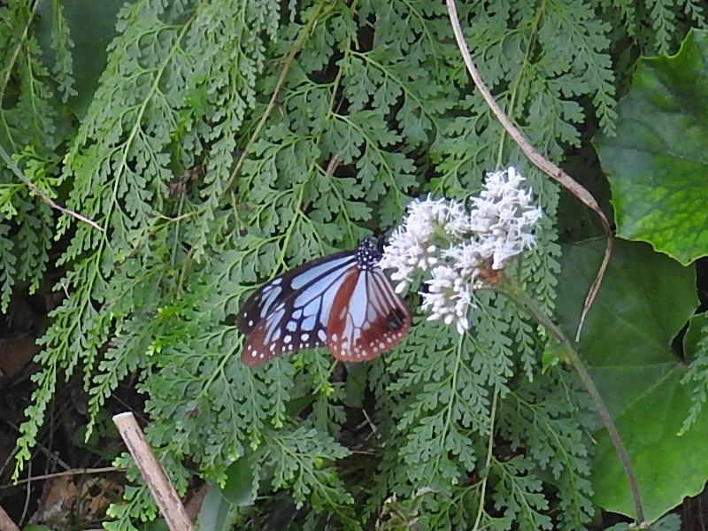 �������ޥ���