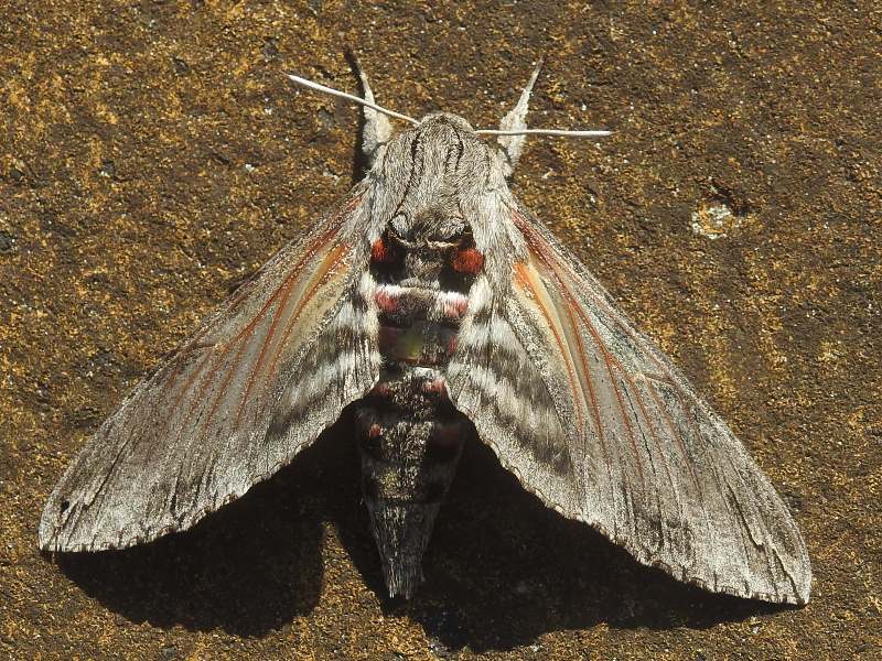 ���ӥ��饹����